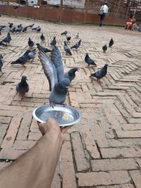 High angle view of pigeons feeding