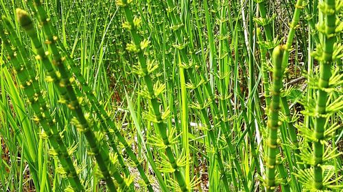 Full frame shot of plants on field