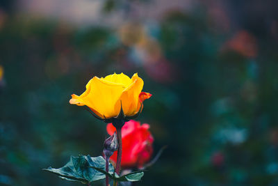 Close-up of rose plant