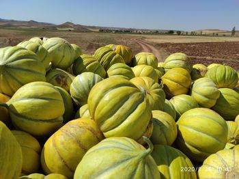 Full frame shot of fruits growing on field