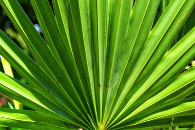 Full frame shot of palm leaf