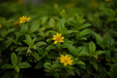Close-up of flowers blooming outdoors