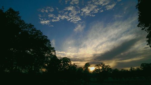 Silhouette of trees at sunset