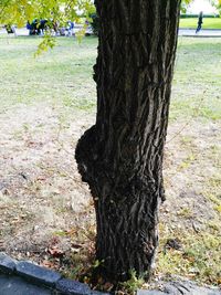 Close-up of tree trunk