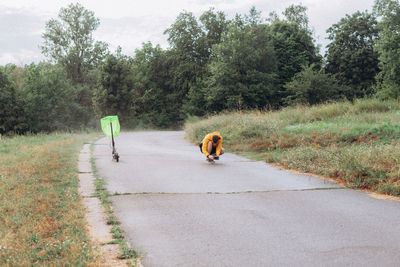 Dog walking on road amidst trees