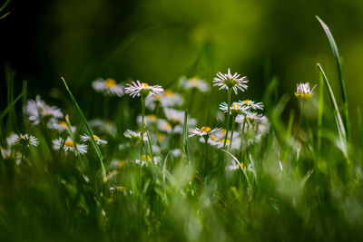 Close-up of white flowering plants on field