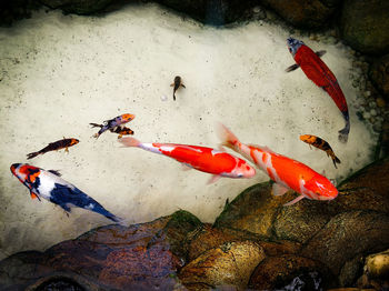 Close-up of koi carps swimming in pond