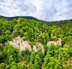 Scenic view of forest against sky