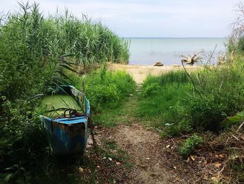 View of plants by the sea