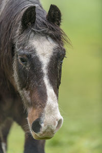 Portrait of a brown horse with dirty fur is standing on a meadow