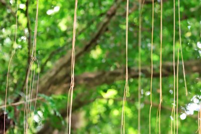 Close-up of bamboo on field in forest