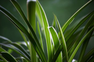 Close-up of green leaves