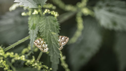 Close-up of butterfly on plant