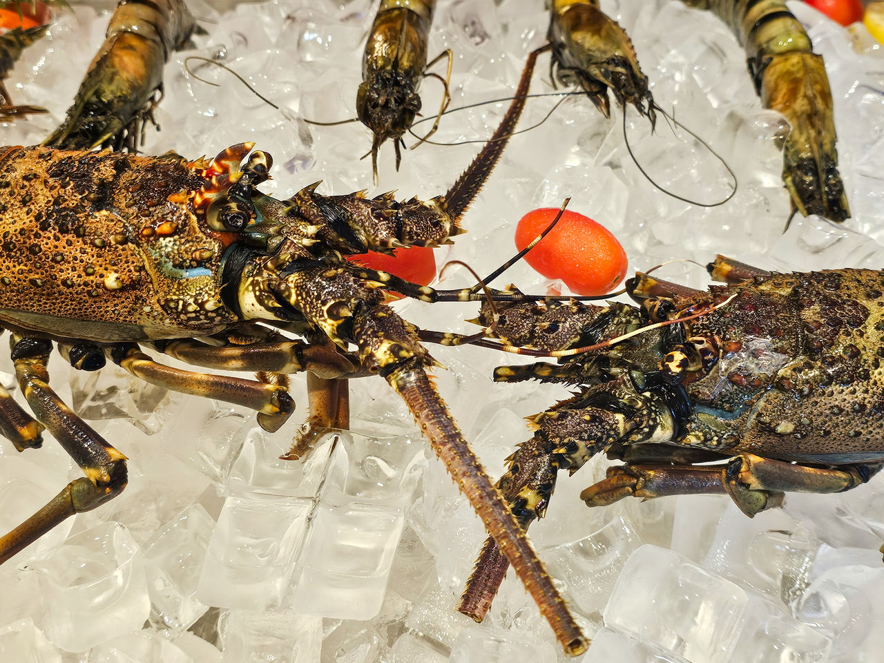 animal, high angle view, seafood, food, lobster, no people, crustacean, indoors, insect, for sale, food and drink, still life, large group of objects, retail, cold temperature, market, table, shellfish, close-up