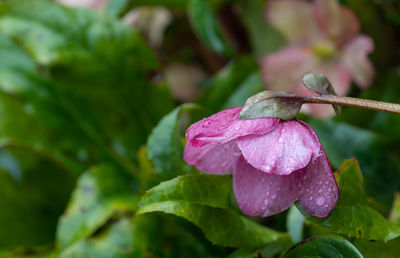 Close-up of wet pink rose flower