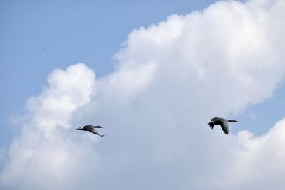 Low angle view of birds flying in sky
