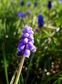 Close-up of purple flowering plant on field