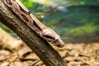 Close-up of lizard on tree trunk