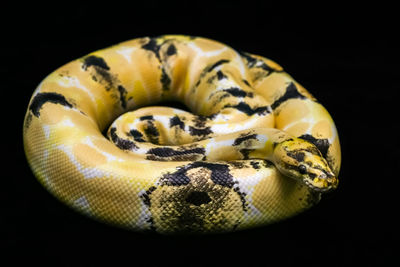 Paradox calico morph ball python on black floor background.