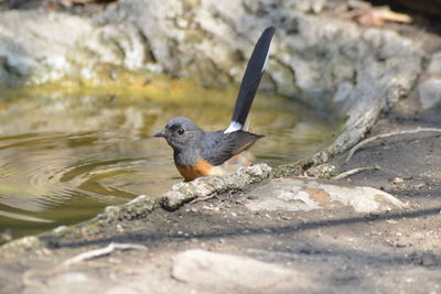 Side view of bird on rock by lake