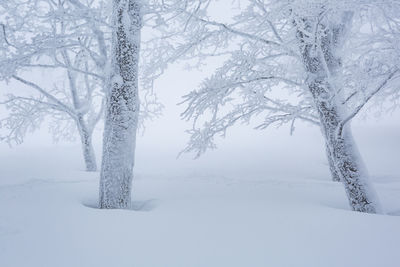 Bare trees on snow covered landscape