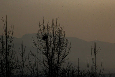 Silhouette bare tree against sky at dusk