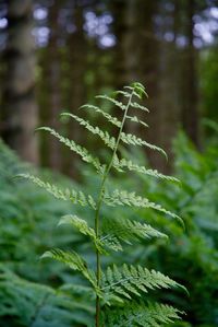 Close-up of fern in forest