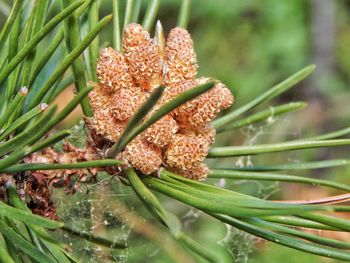 Close-up of flower growing on plant