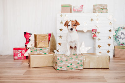 Cute jack russell dog standing on presents boxes over christmas decoration at home or studio.