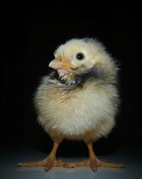 Close-up of chick against black background