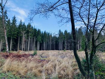 Trees on field against sky in forest