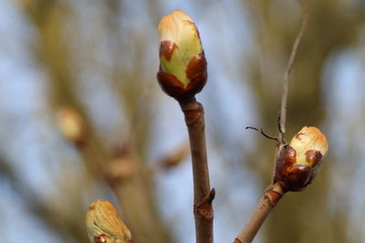 Close-up of flower buds growing on tree