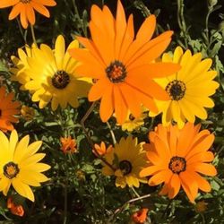 Close-up of daisy flower