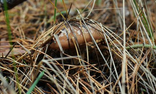 Close-up of grass