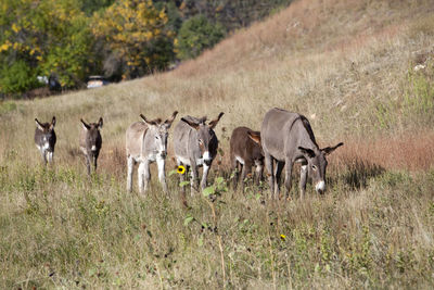 Donkeys in a field