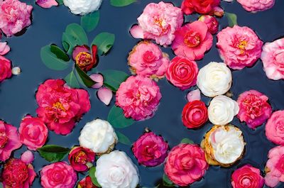 High angle view of pink roses on plant