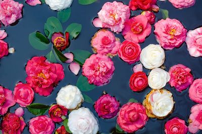 High angle view of pink flowers 