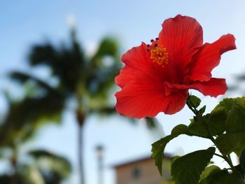 Close-up of red hibiscus blooming against sky