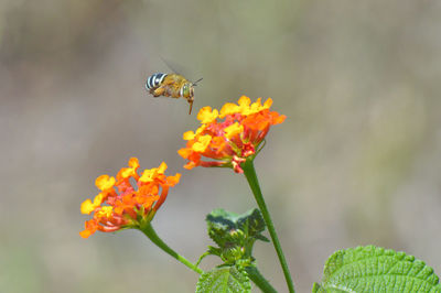 Close-up of butterfly pollinating on flower