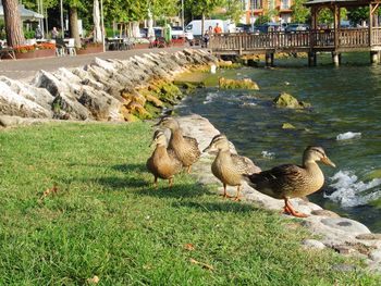 Ducks in a lake