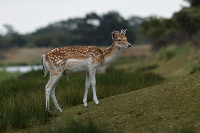 Side view of deer on field