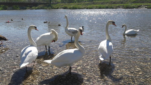 Swans on lake