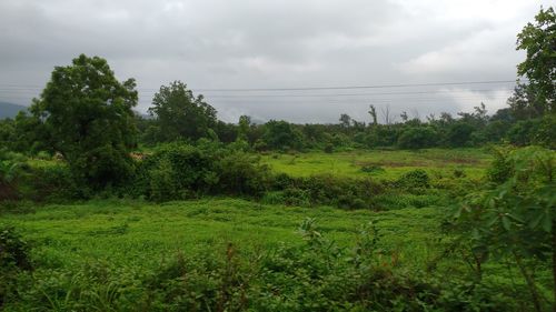 Scenic view of field against sky