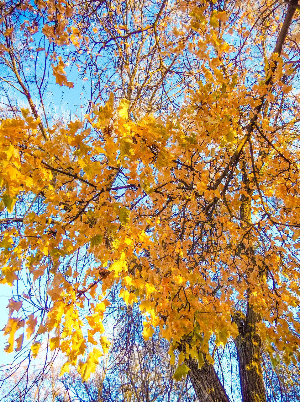 LOW ANGLE VIEW OF MAPLE TREE AGAINST SKY