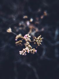 Close-up of flowering plant