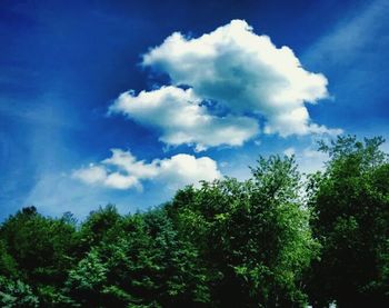 Low angle view of trees against blue sky