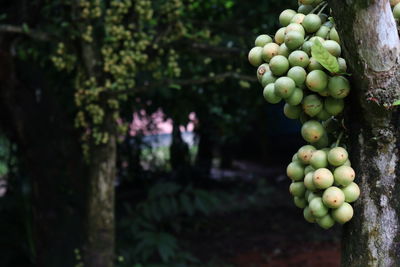 Close-up of grapes growing on tree