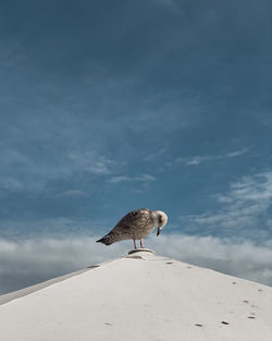 Low angle view of bird perching on beach against sky