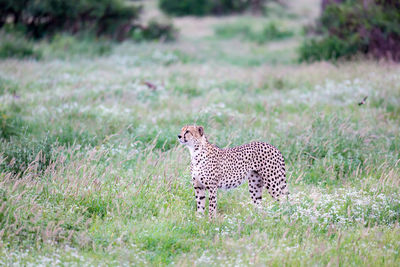 Tiger in a field