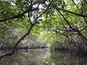 Trees by river in forest